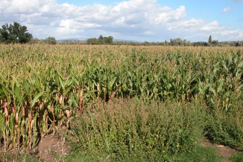 field-of-maize-at-the-leigh